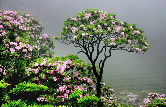 阳明山高山杜鹃以其品种多,每年四月底五月初花开最盛.