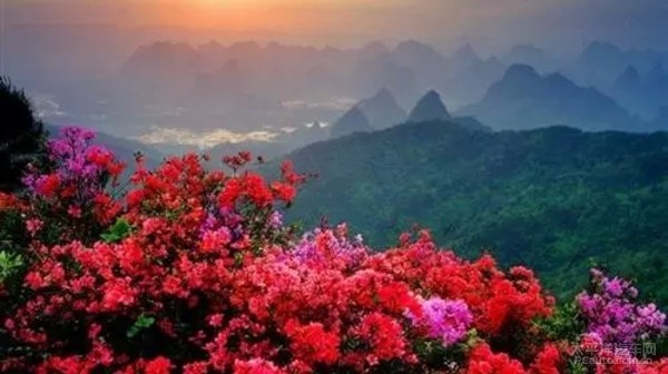 每年4月开始,杜鹃花漫山遍野绽放,使莽山变成了花的海洋.