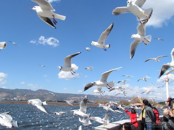 海埂大坝的海鸥成为昆明冬季一景