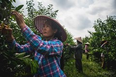 第七個國家“扶貧日” 東風(fēng)“吹”來滿眼春