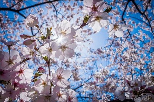 小提琴谱樱花落_日本民歌樱花小提琴谱