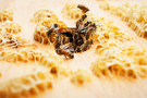 劳斯莱斯汽车以养蜂场项目支持世界蜜蜂日